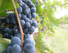 Marsala: rubano 6 quintali di uva, patteggiano la pena