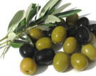 Settore olivicolo: fissato il prezzo delle olive per la nuova campagna