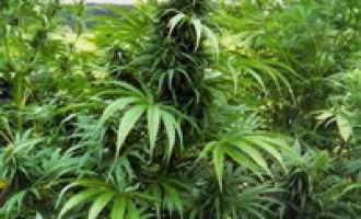 Marsala: scoperte due piantagioni di marijuana