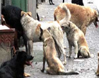 Marsala: sterminata col veleno “famiglia” canina: indagano vigili e ASP