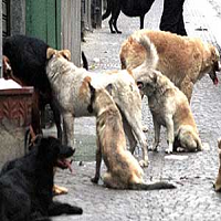 cani-randagi