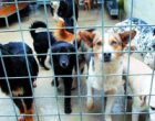 Salemi: 46 cani randagi in rientro da “Mister Dog”
