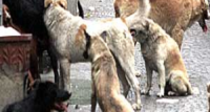Partanna,18 cani catturati. Prosegue la lotta al randagismo