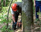 Lavoratori Forestali: la Regione sblocca gli stipendi