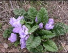 Due casi di avvelenamento da mandragora