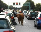 Mucche “cadono” in autostrada