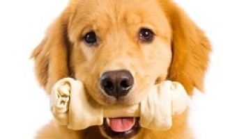 Castelvetrano: iniziativa comunale per le adozioni canine