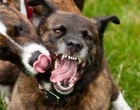 Trapani: due cani muoiono durante combattimenti clandestini