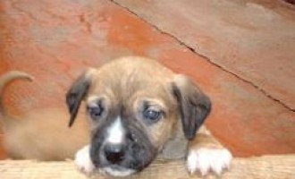 Castelvetrano: continua la “strage dei cani”