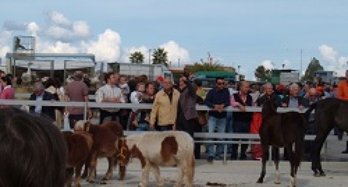 Partanna-ordinanza del Sindaco Cuttone: sospesa la Fiera del Bestiame nei mesi di marzo e aprile