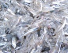 Pesca del novellame: i sindaci di Castelvetrano, Sciacca e Menfi incontrano l’assessore regionale Cartabellotta