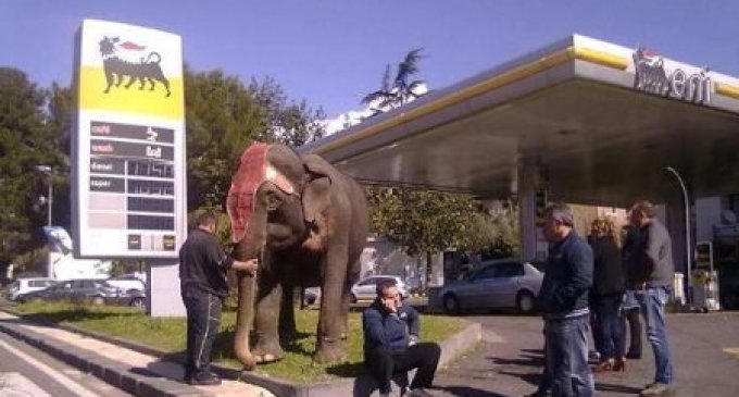 Trovato elefante “in fila” dal benzinaio