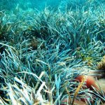 posidonia