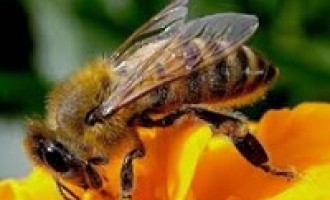 Agrigento: muore per puntura di un’ape