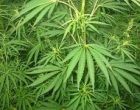 La Sicilia è la regione dove si produce più cannabis