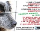 E’ partita in Sicilia la nuova campagna di sensibilizzazione di Animalisti Italiani Onlus
