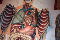 corpo-umano-organi