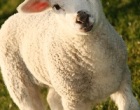 Agrigento: recapitata ad imprenditore una testa di agnello mozzata