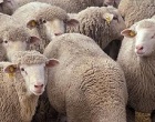Partanna- Fiera del Bestiame: vietato l’ingresso ad Ovini, Bovini e Caprini per il giorno 13 Ottobre