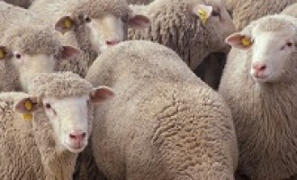 Trapani: allarme “Bluetongue” in diversi allevamenti di ovini