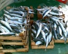 Castelvetrano: certificazione di qualità per la sardina di Selinunte