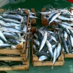 sarde selinunte