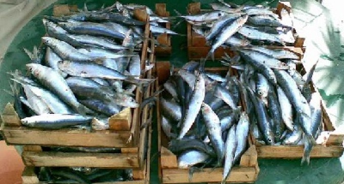 Castelvetrano: certificazione di qualità per la sardina di Selinunte