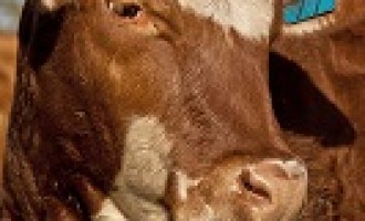 Santa Ninfa: giunta comunale adotta provvedimento sulla zootecnia
