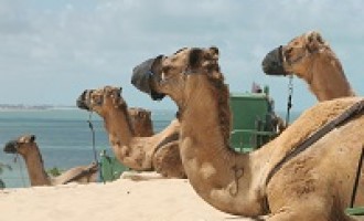 Un allevamento di dromedari sull’Etna: si produrrà latte più magro e digeribile