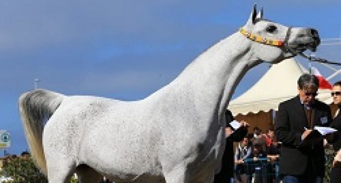 Trapani: 5 e 6 aprile si svolgerà l’Arabian Horses Cup – V Show Internazionale Cat. C