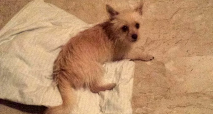 Partanna: trovato il proprietario del cane smarrito