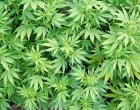 A Mazara del Vallo piante di marijuana crescono per le vie della città