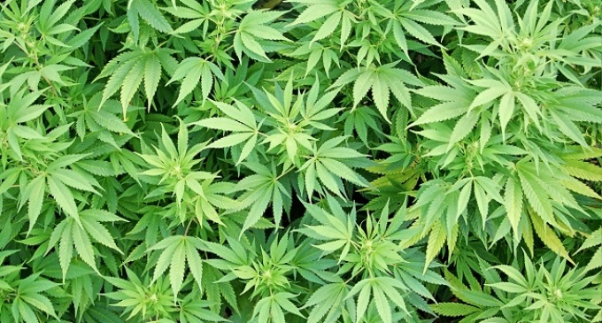 A Mazara del Vallo piante di marijuana crescono per le vie della città