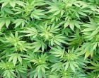 Pantelleria: carabinieri scoprono una piantagione di marijuana, due arresti