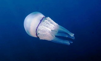In arrivo nel Mediterraneo miliardi di meduse, soprattutto nelle spiagge palermitane