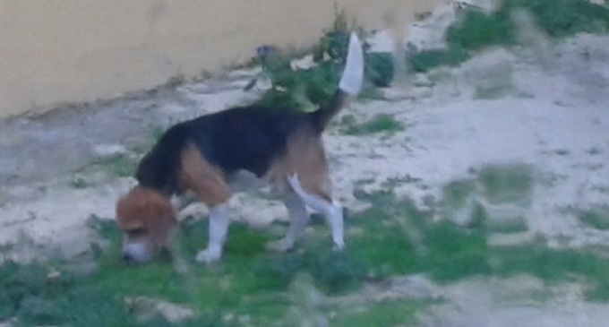 Partanna: ritrovato beagle smarrito, un altro segnalato in zona Camarro