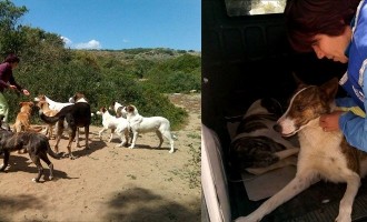 Enpa: accalappiati i 31 cani del parco archeologico di Selinunte