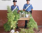 Trapani: scovata dai Carabinieri una piantagione domestica, un arresto
