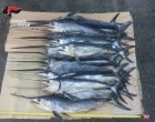 Castelvetrano: sequestrati 143 kg di pesce spada novellame
