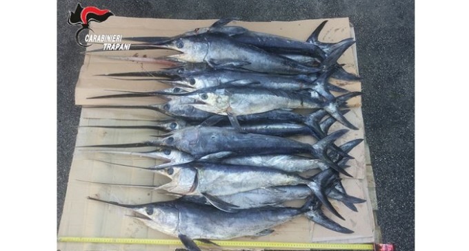 Castelvetrano: sequestrati 143 kg di pesce spada novellame