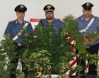 Salemi: un arresto dei Carabinieri per coltivazione e detenzione di stupefacente