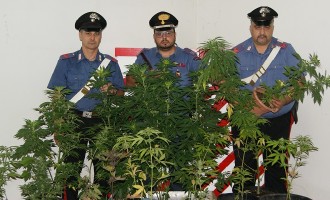 Salemi: un arresto dei Carabinieri per coltivazione e detenzione di stupefacente