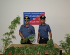 Salemi, Carabinieri: rinvenimento di piantagione di marijuana