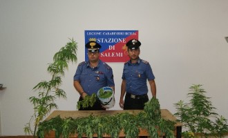 Salemi, Carabinieri: rinvenimento di piantagione di marijuana
