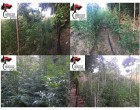 Castelvetrano: dall’inizio dell’estate serie di sequestri di pianta di canapa indiana