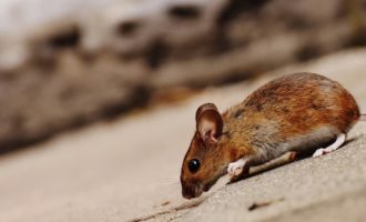 Vita, domani il secondo ciclo di derattizzazione e disinfestazione