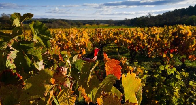 Oltre 8 milioni di euro per promuovere il vino siciliano all’estero. Il bando regionale