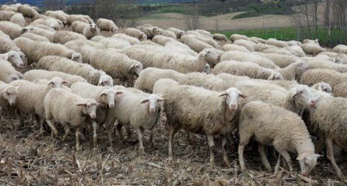Allevamento di ovini spostato abusivamente da Marsala a Salemi. A scoprirlo è il Corpo forestale