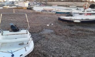 Sabbia e alghe al porto di Selinunte, Pescatori:”Costruzione errata del porto”