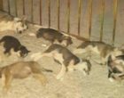 Esche avvelenate: 15 cani uccisi in località Muciare
